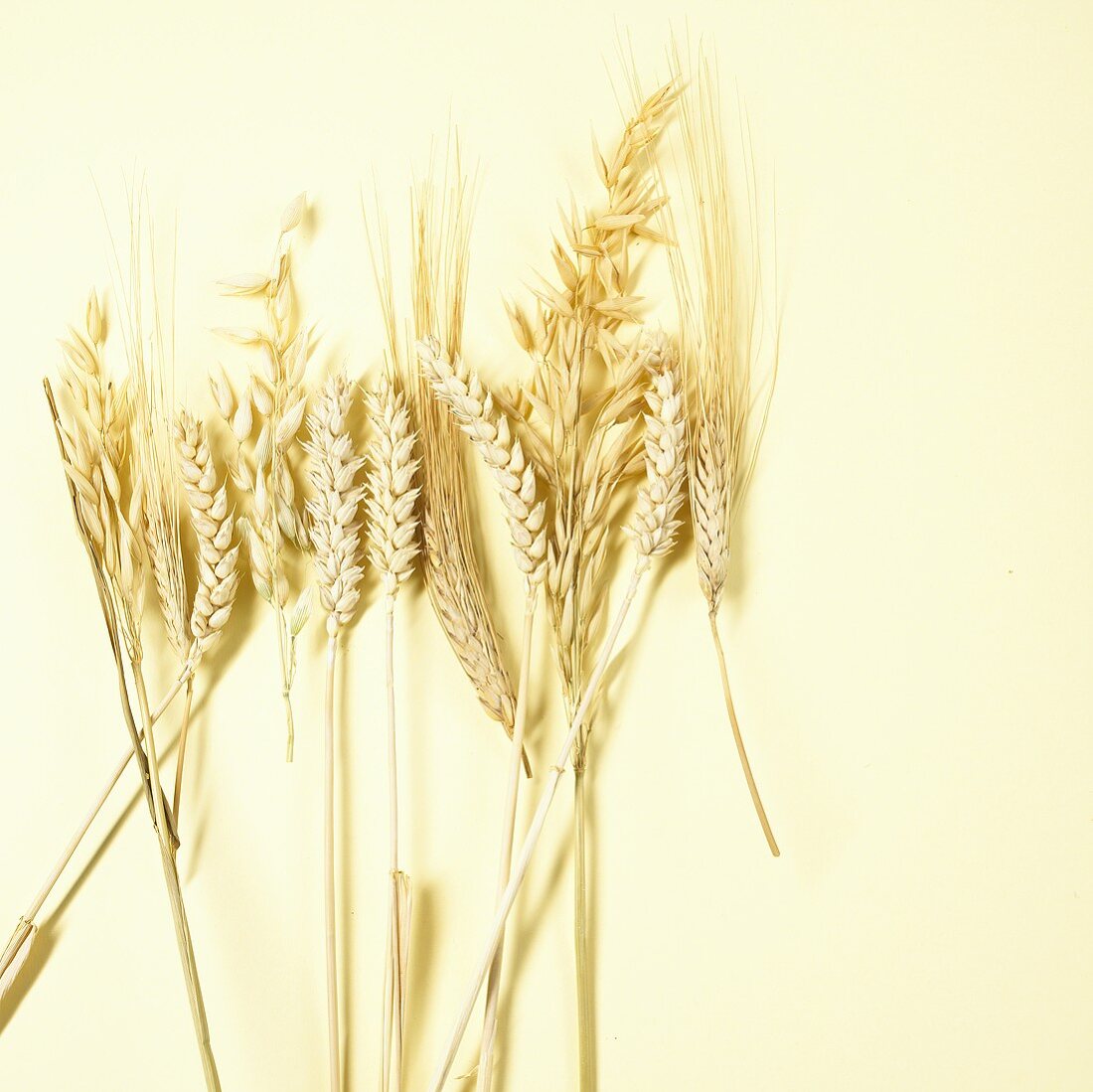 Various cereal ears (wheat, oats, rye)