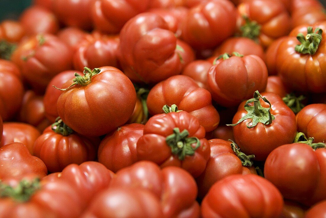Ochsenherz-Tomaten, bildfüllend