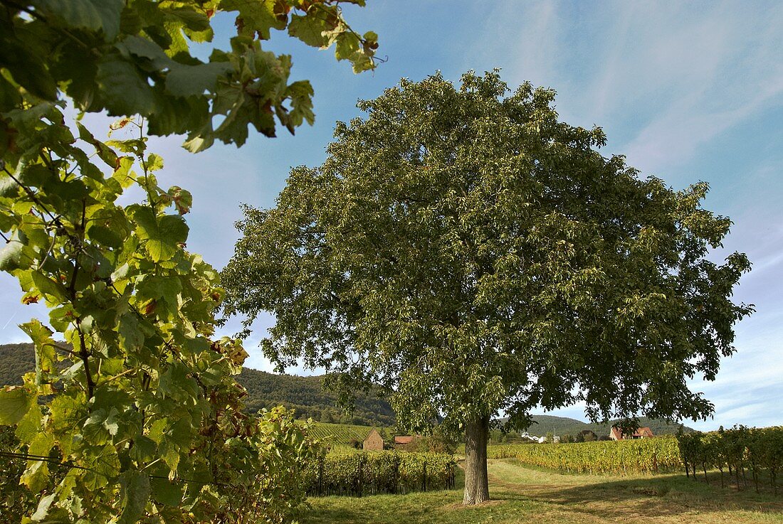 Walnut tree