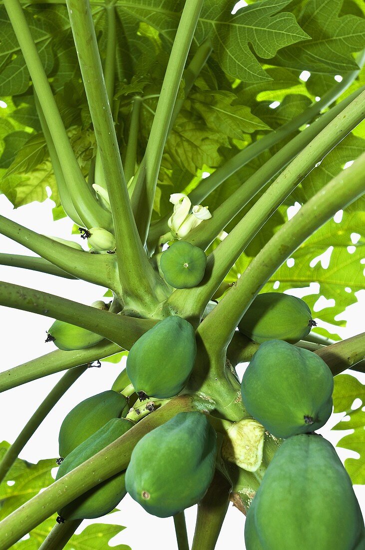 Papayas am Baum