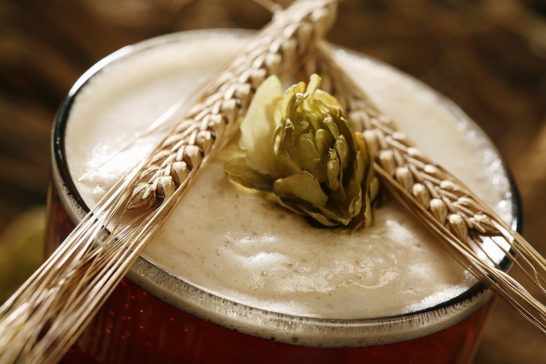 Ein Glas Ale (Bier) mit getrockneter Hopfendolde und Gerstenähren