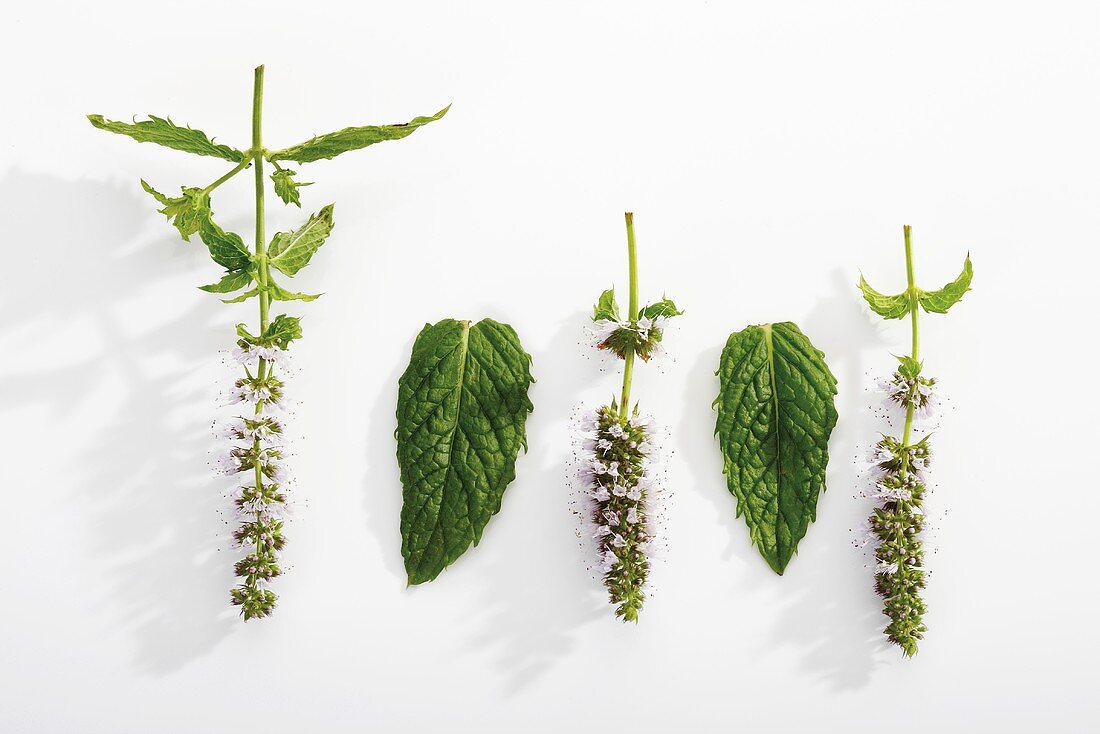 Peppermint (leaves and flowers)
