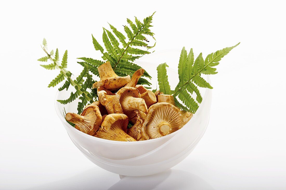 Chanterelles with fern fronds in white bowl