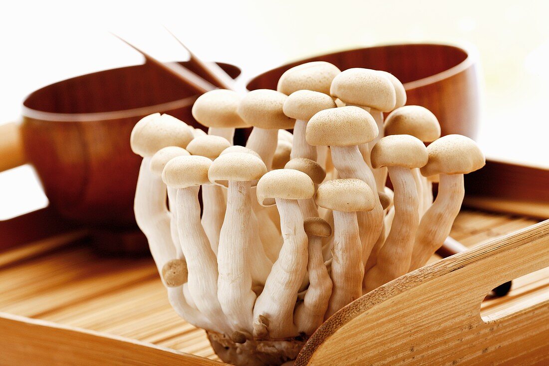 Shimeji mushrooms on wooden tray
