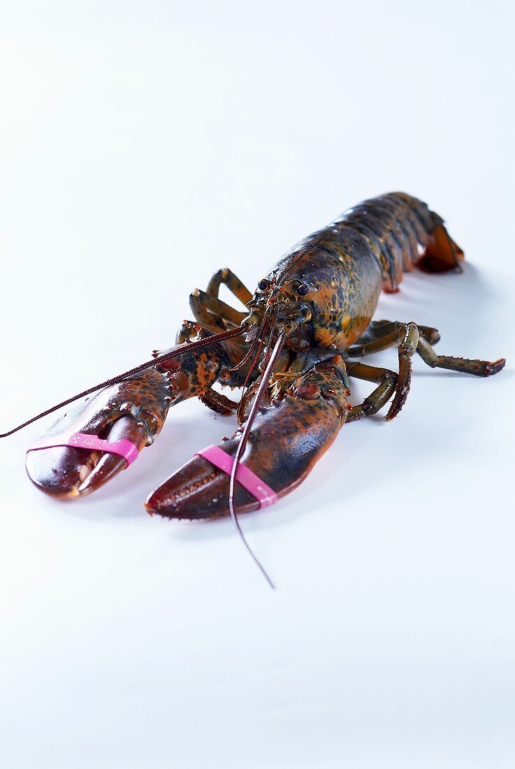 A live lobster with its claws tied