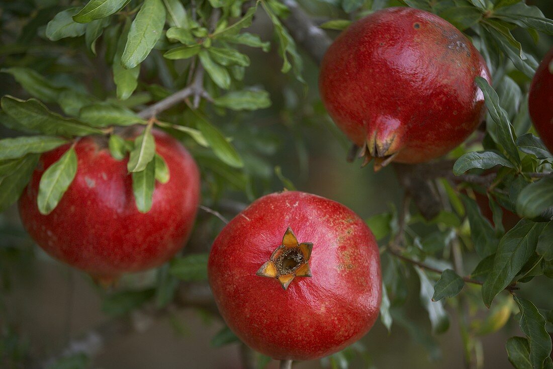 Three pomegranates on the tree