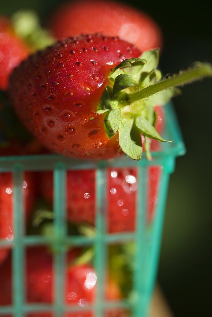Frische Erdbeeren im Plastikkorb