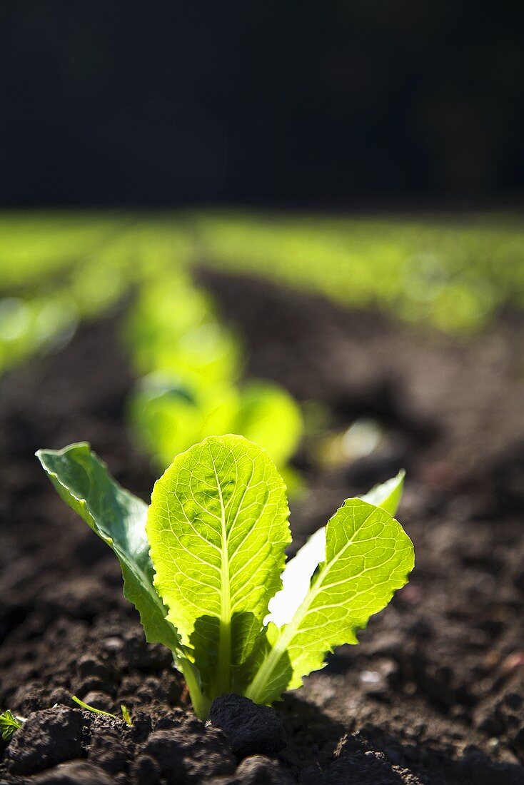 Baby Romaine Lettuce Growing in a Field