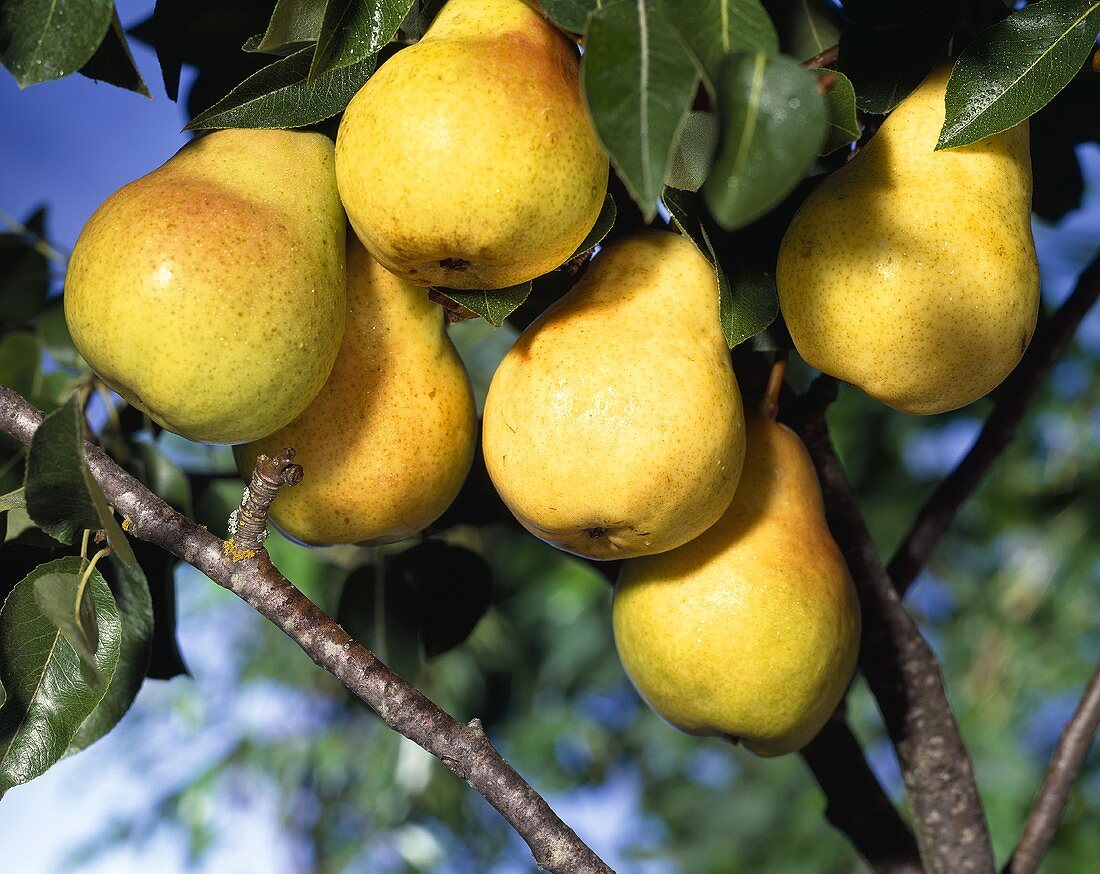 Bunch of Pears in Tree