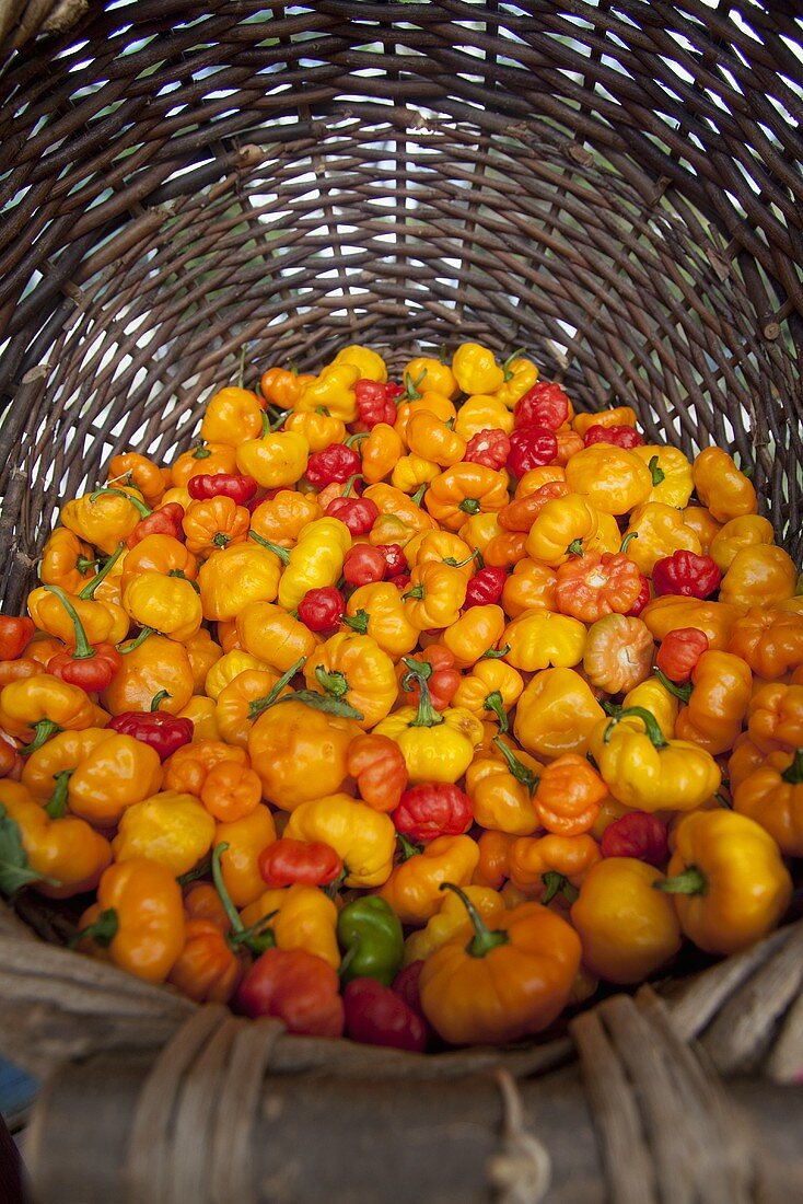 Basket of Hot Peppers the Cayman Islands