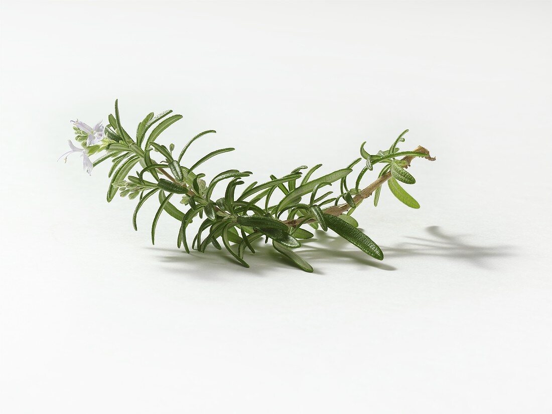 A sprig of rosemary