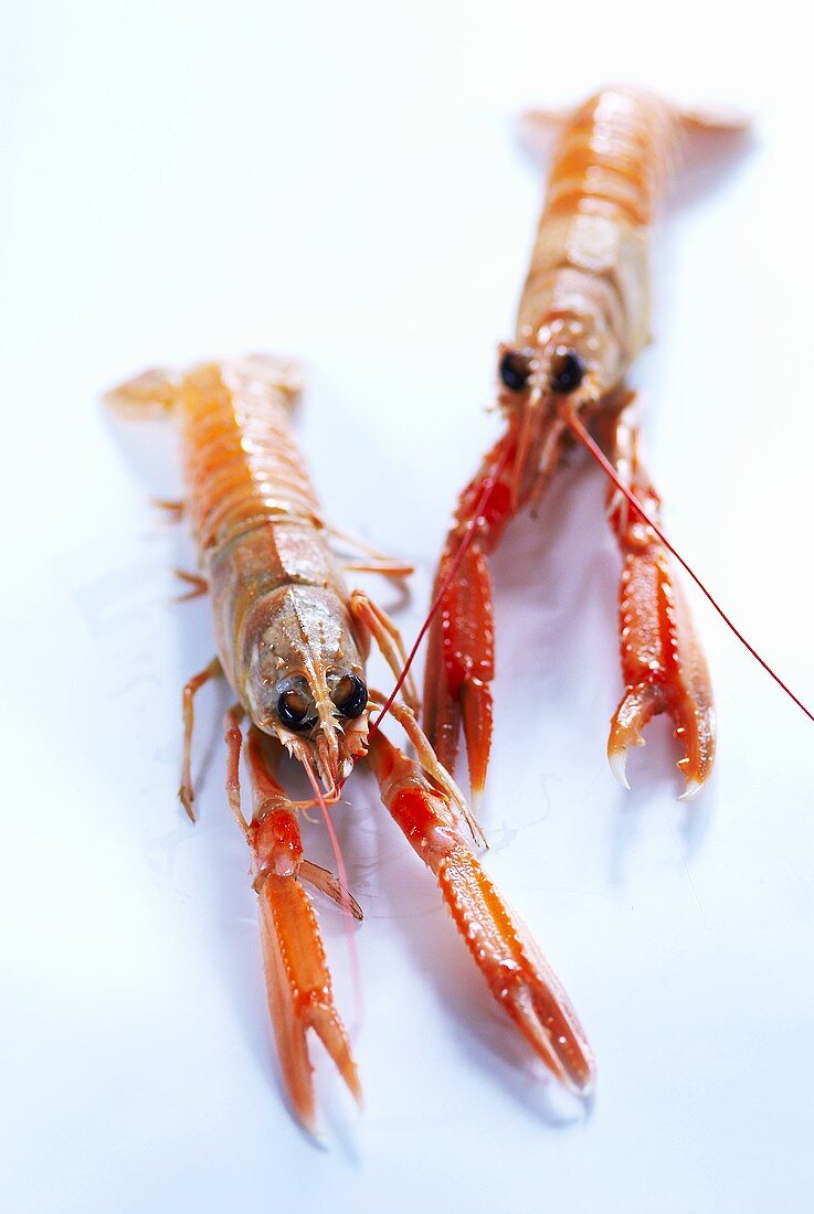 Two scampi