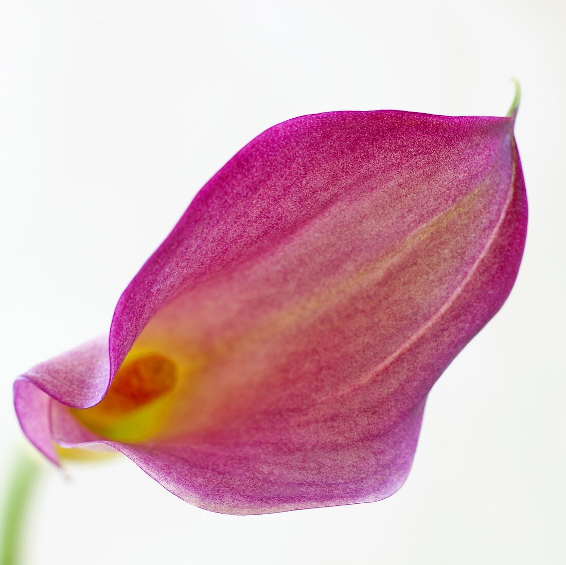 Eine Calla (Nahaufnahme)