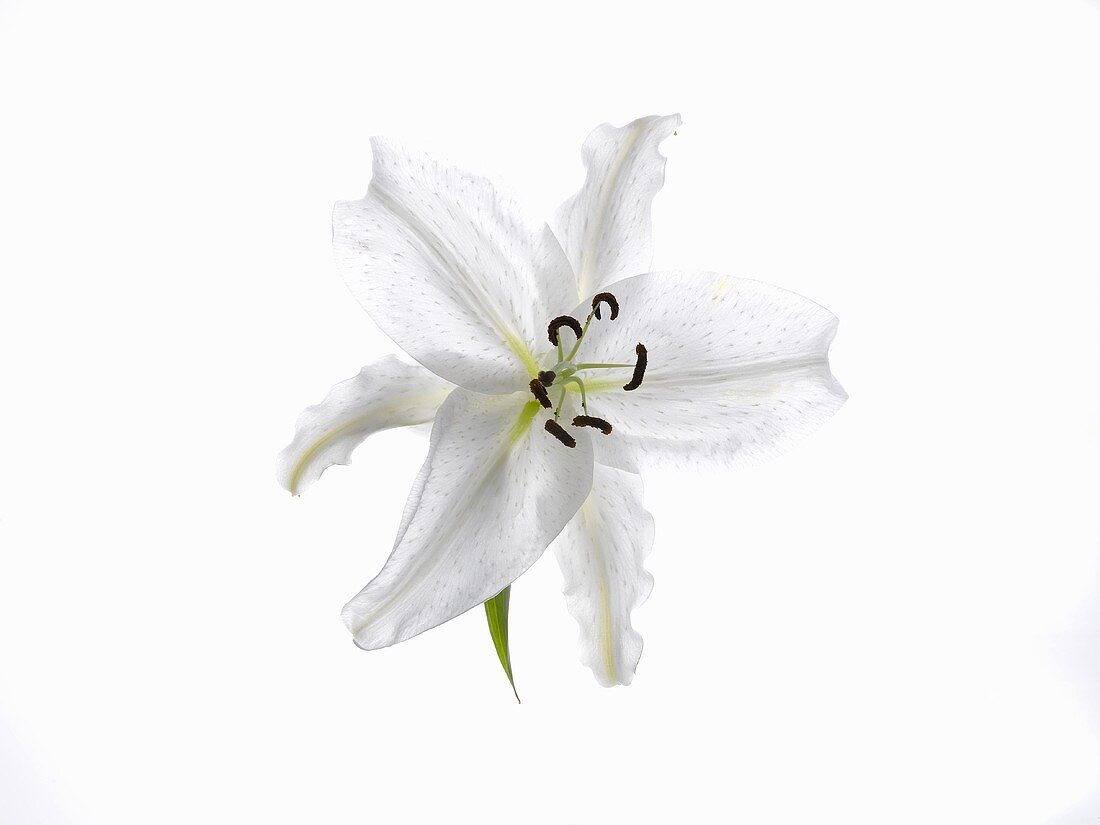 White Lili on a White Background