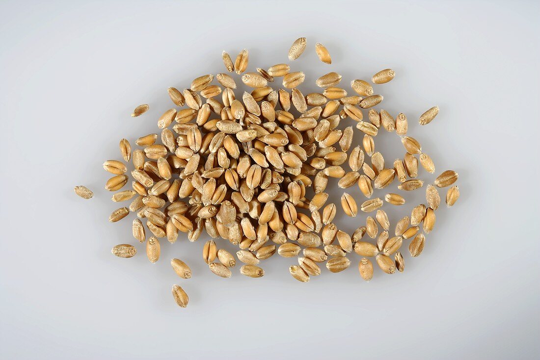 Grains of wheat