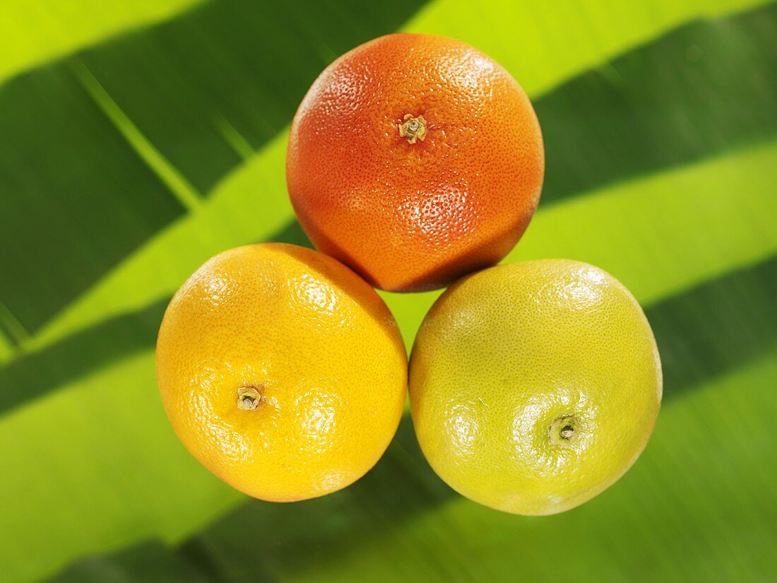 Drei verschiedene Grapefruits vor Bananenblatt