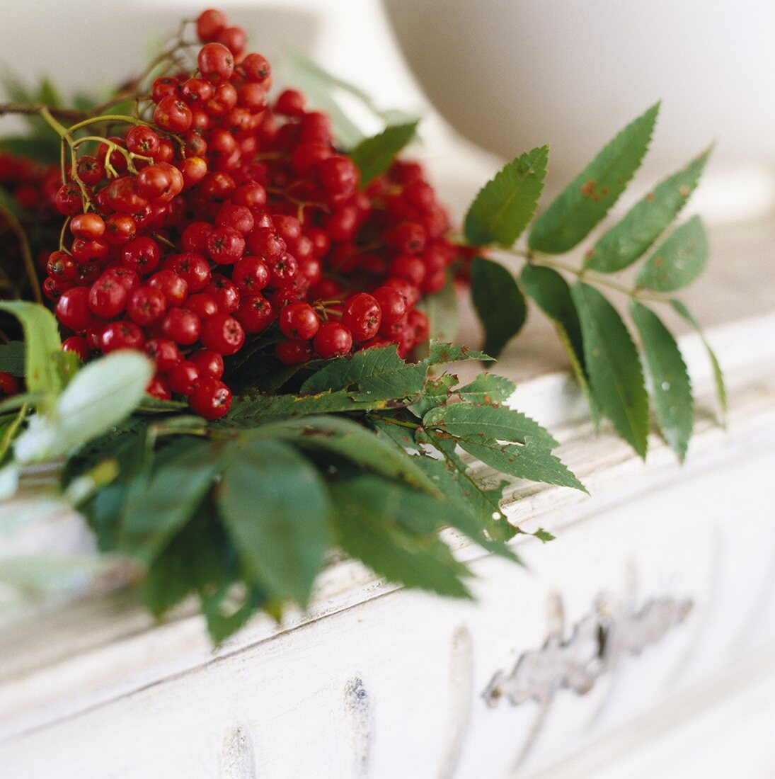 Vogelbeeren (Sorbus aucuparia)