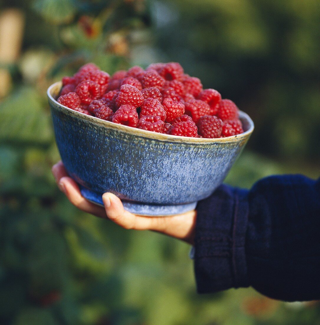 Hand holding a bowl of raspberries