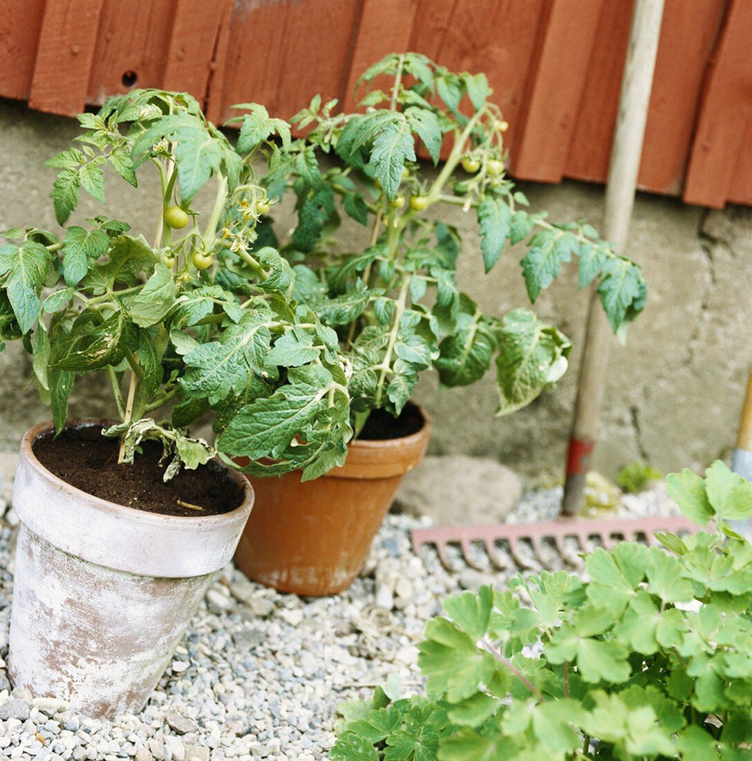 Tomato plants in pots