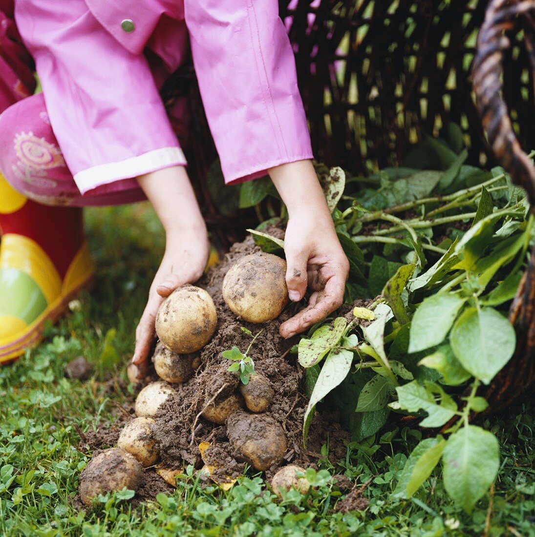 Child's hands holding freshly dug potatoes