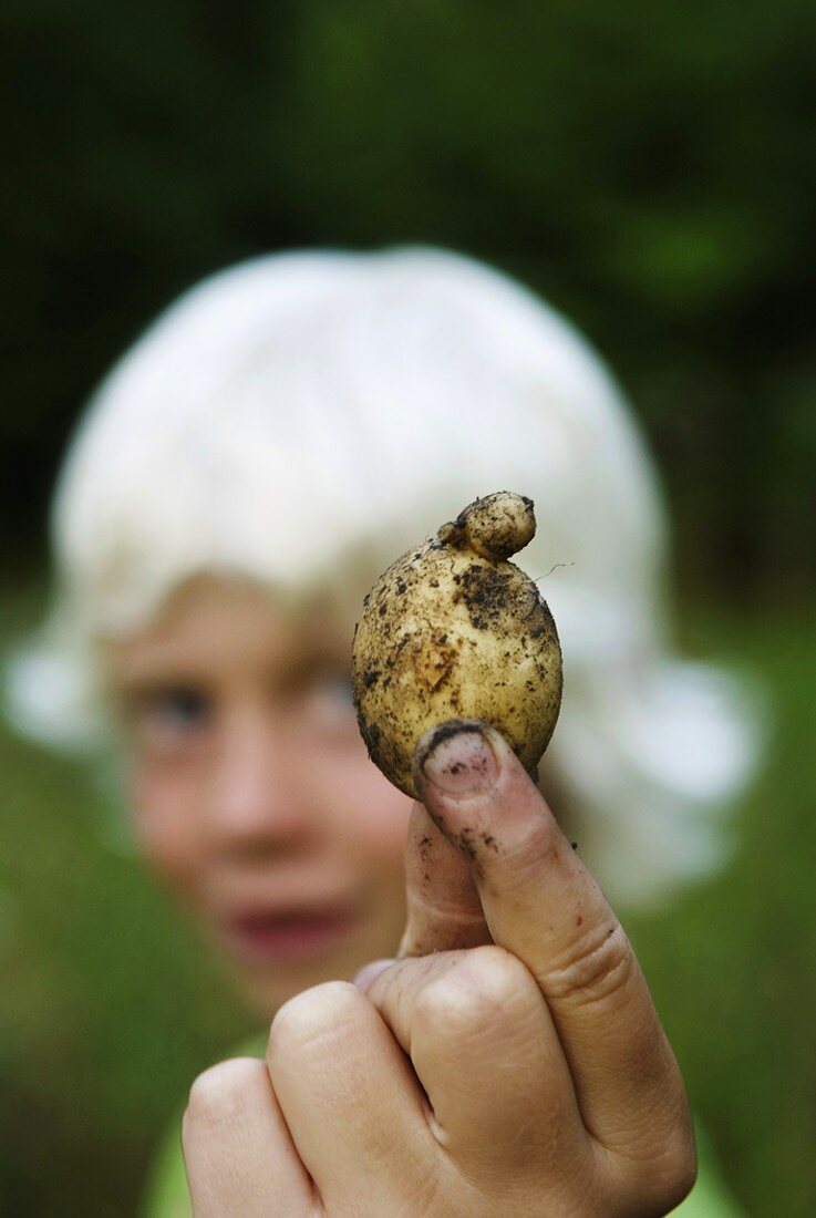 Junge hält eine frisch ausgegrabene Kartoffel