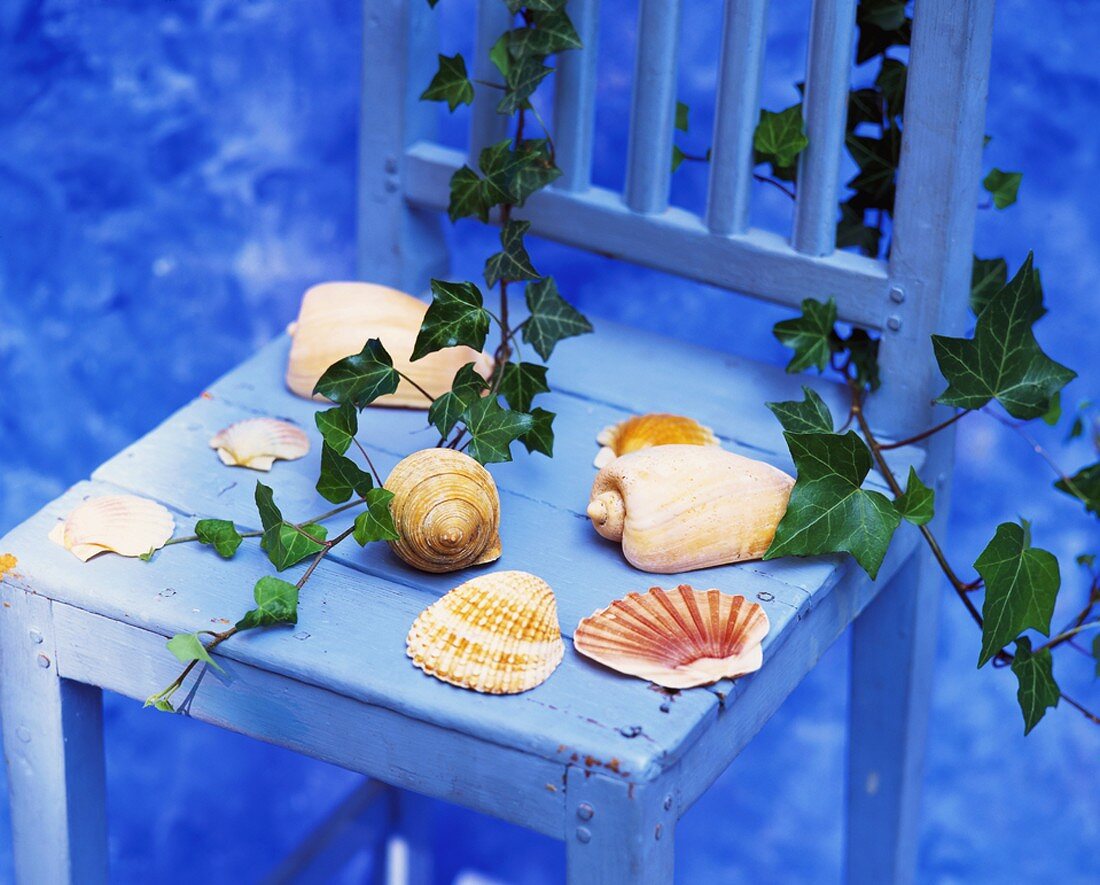 Sea shells and ivy on a chair