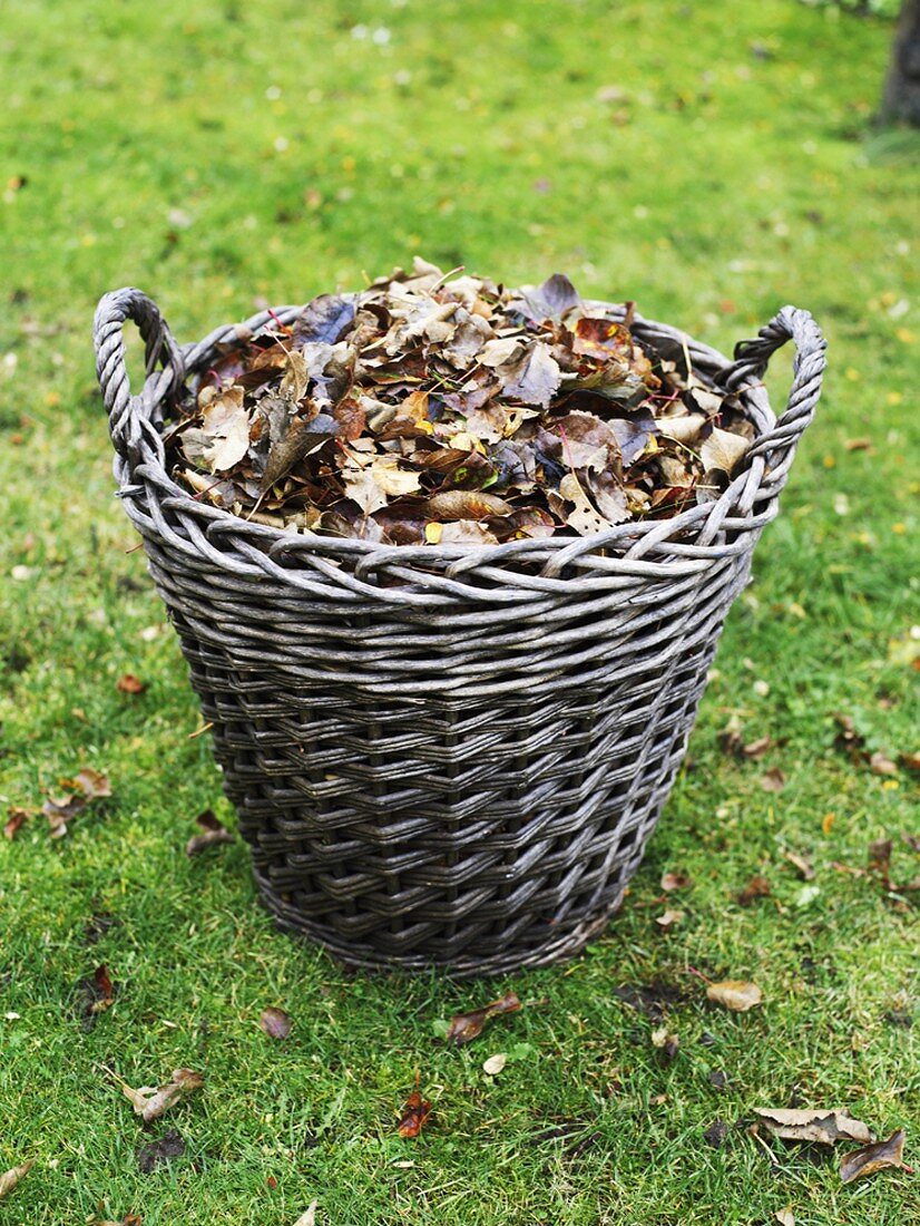 Basket of autumn leaves on grass