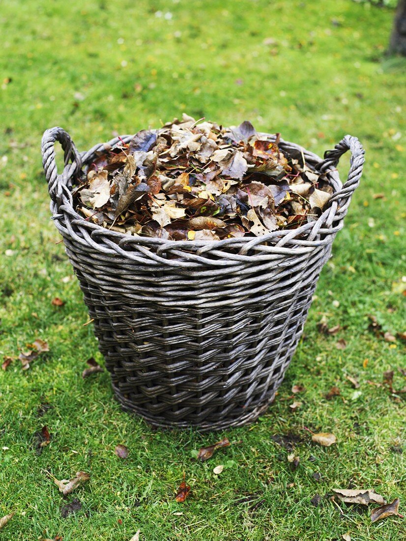 Korb mit Herbstlaub auf einer Wiese