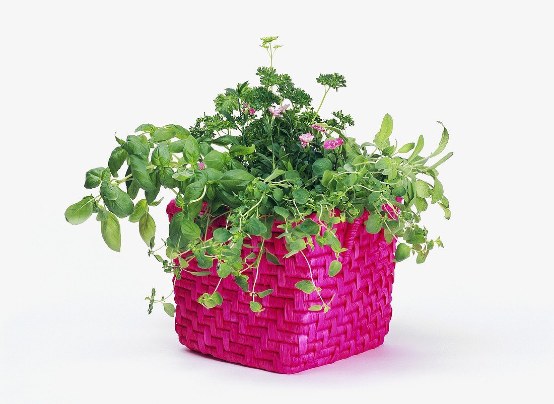 Fresh herbs in pink basket