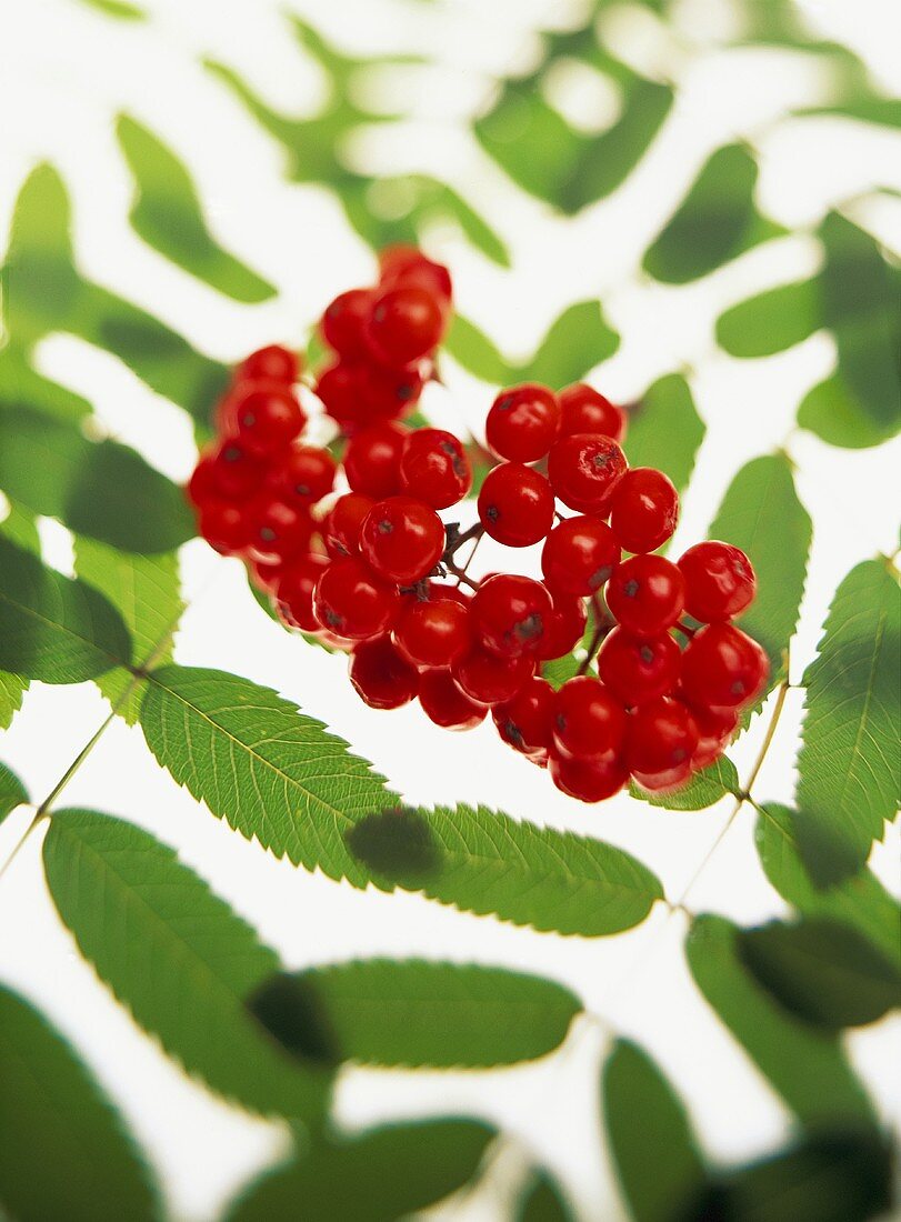 Vogelbeeren mit Blättern