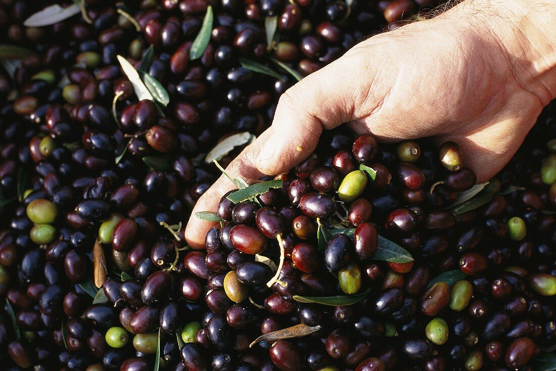 Freshly harvested olives with someone's hand