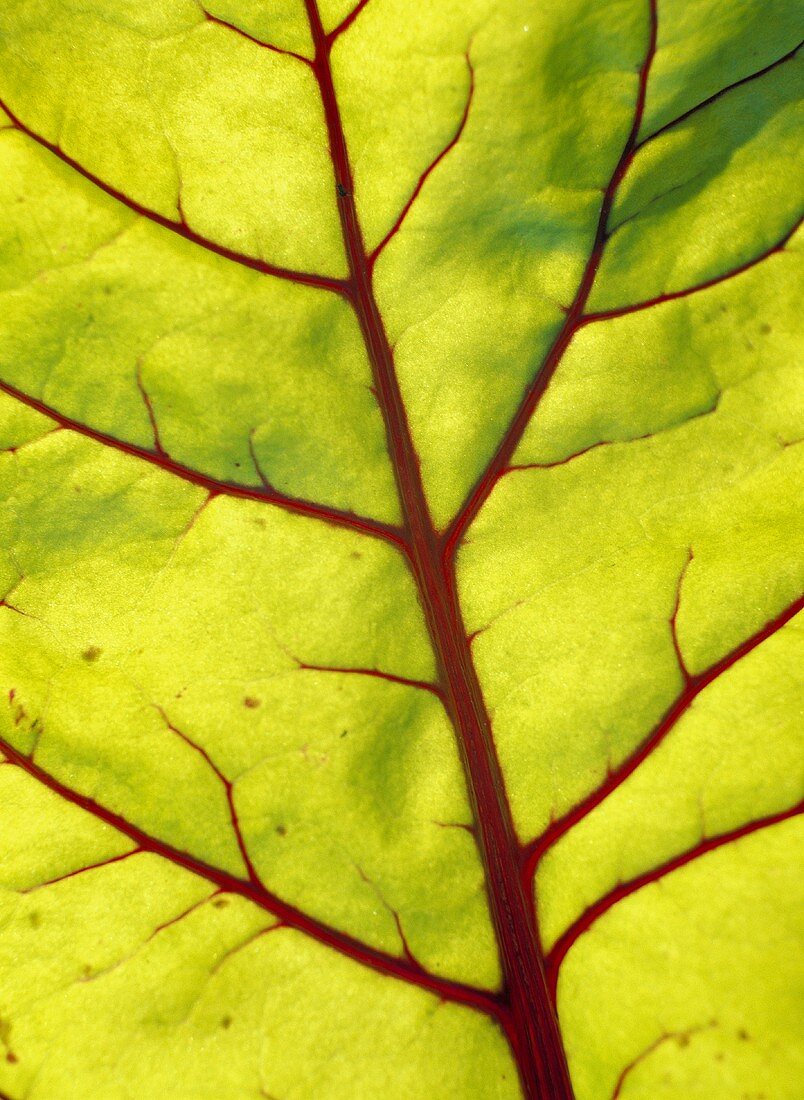 Leaf veins (close-up)