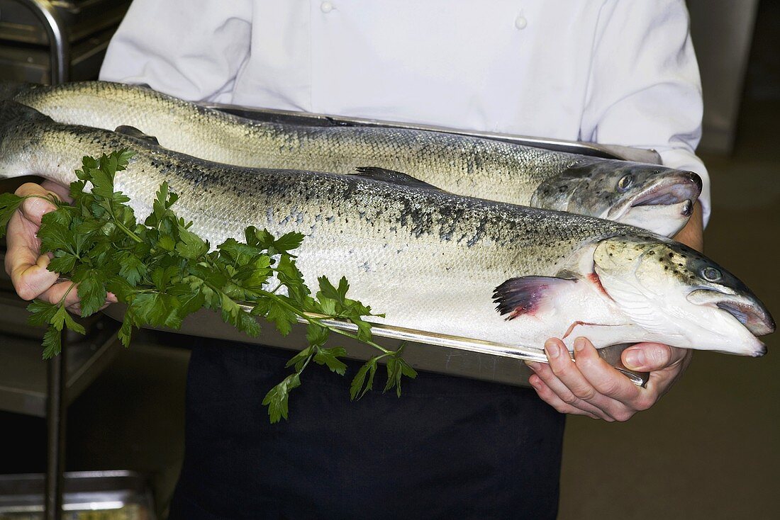 Koch hält frische Lachse in Grossküche (Schweden)
