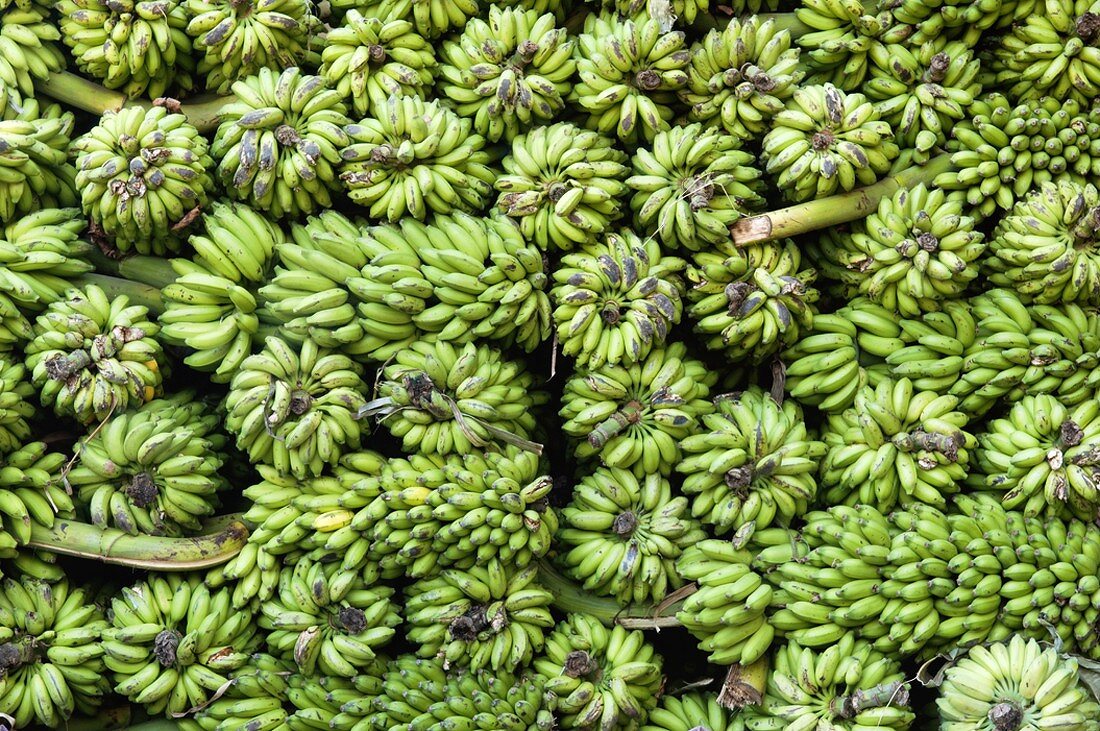 Bananenstauden (Indien)