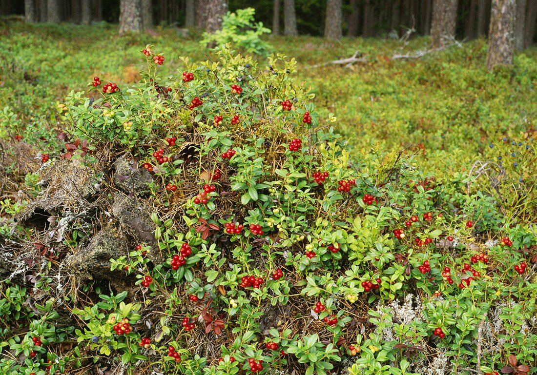 Lingonberry plants in a forest