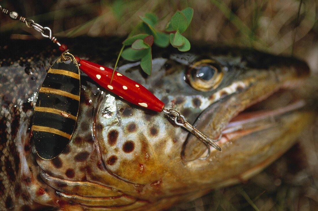 Freshly caught trout on fish hook