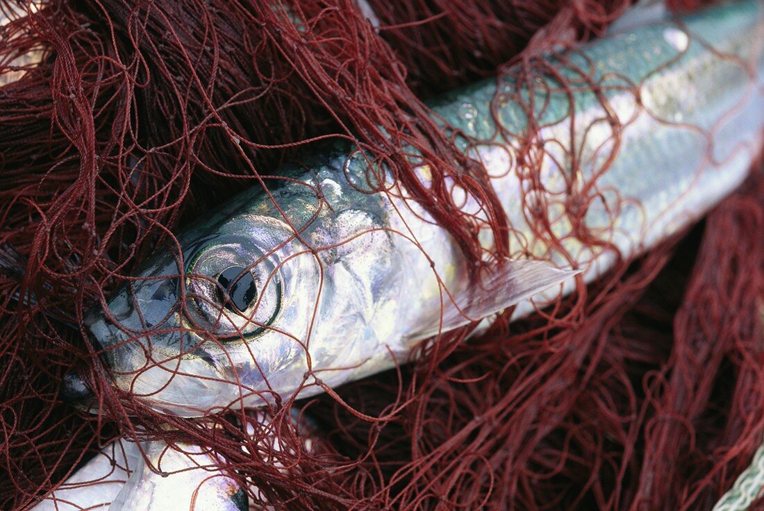 Fisch im Netz (Close Up)