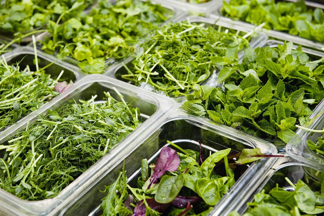 Various salad leaves in plastic containers