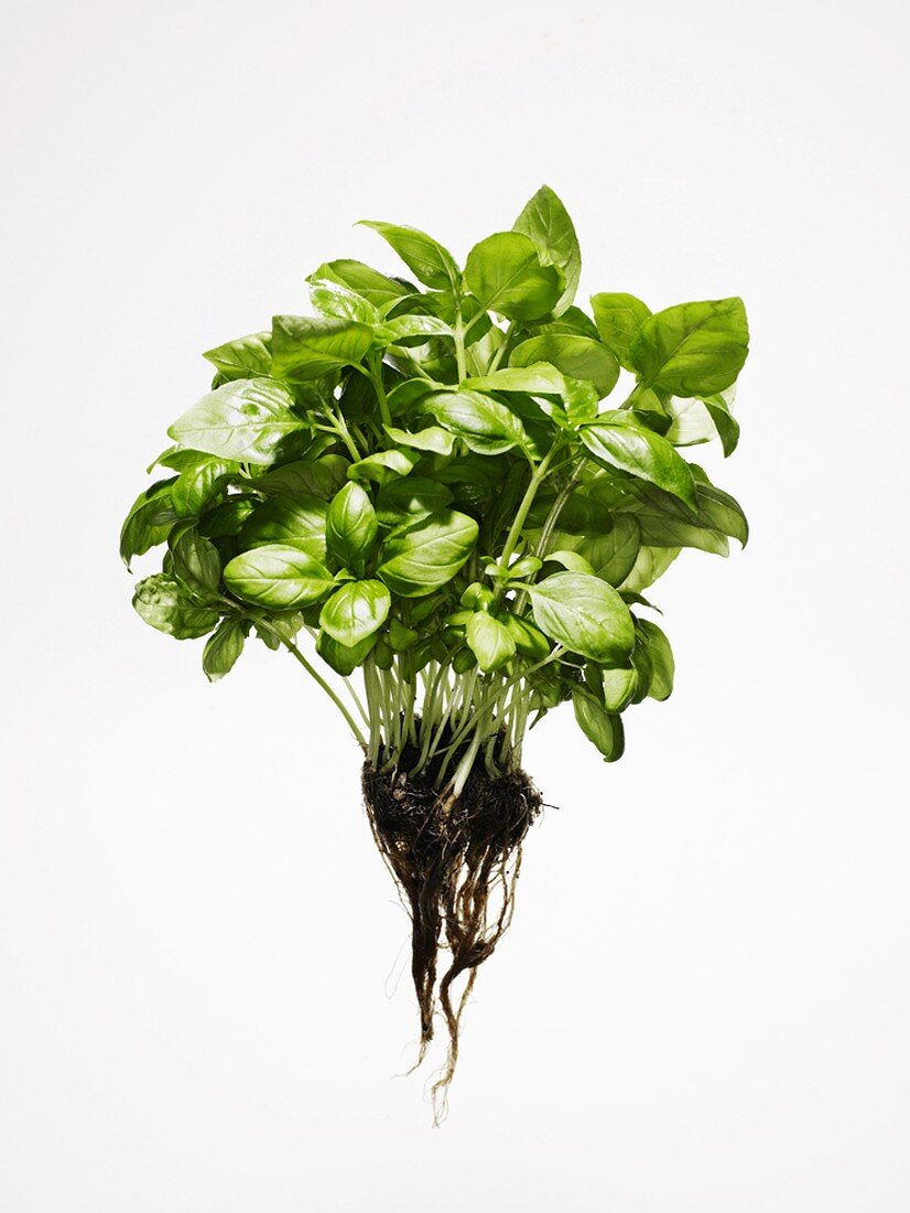 Basil with roots