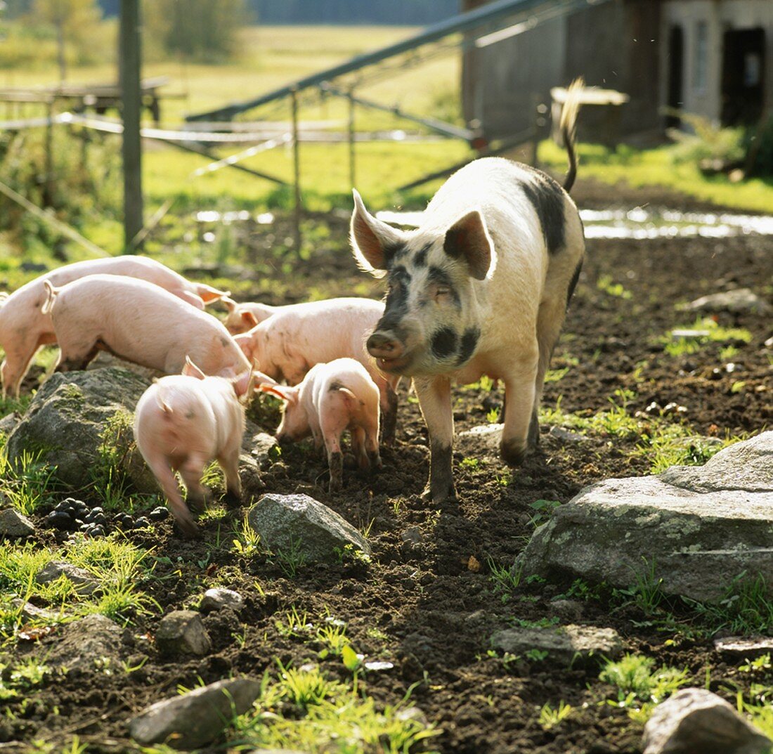 Pigs on a farm