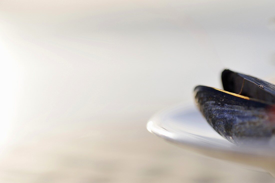 Mussel on plate (close-up)