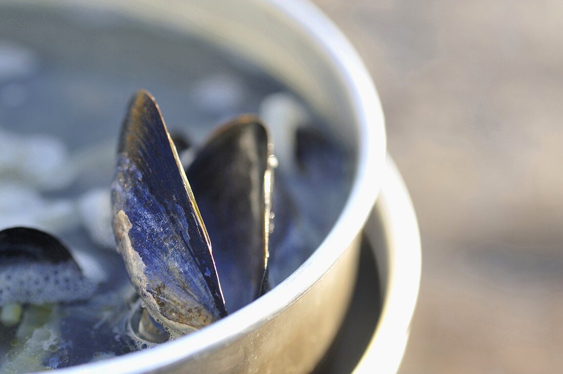 Mussels in pan