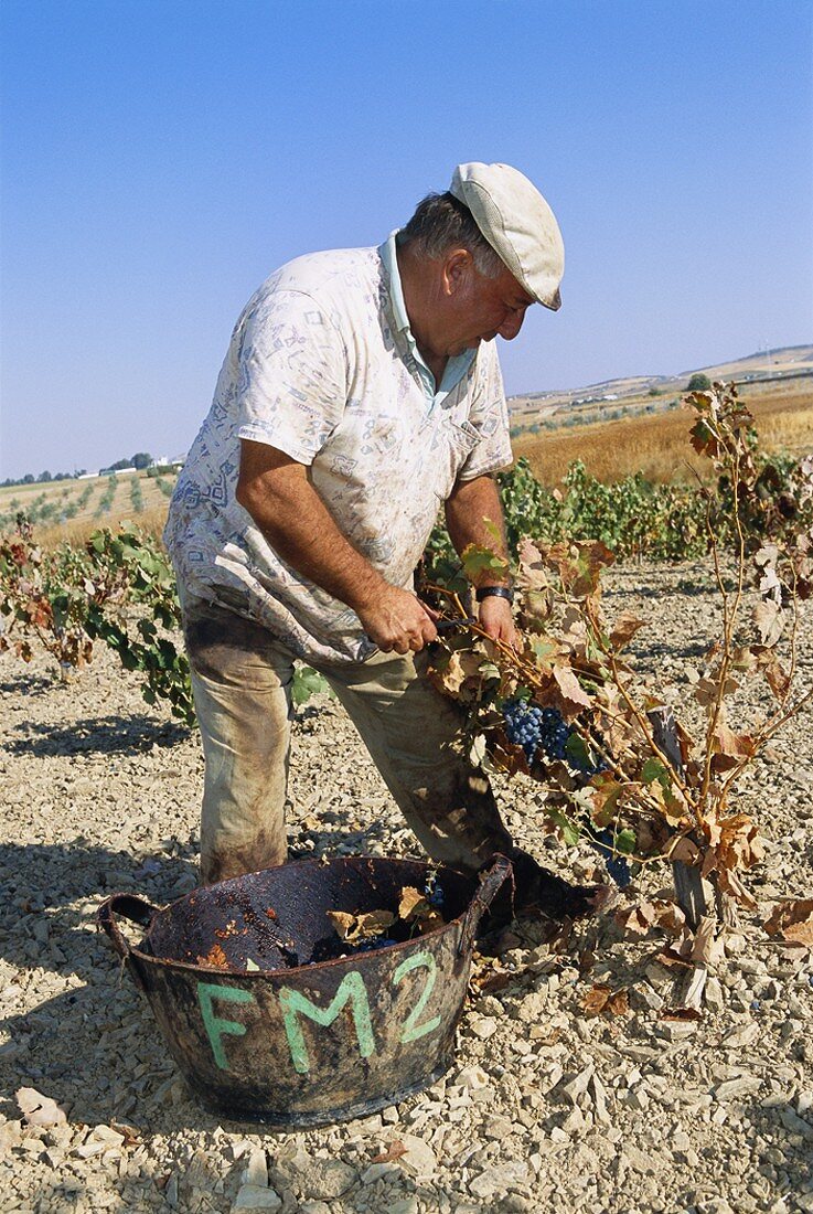 Worker picking grapes (Spain)