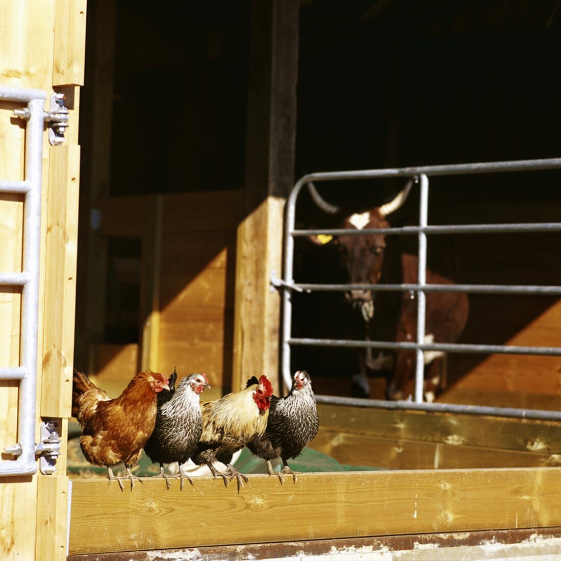 Hühner am Bauernhof