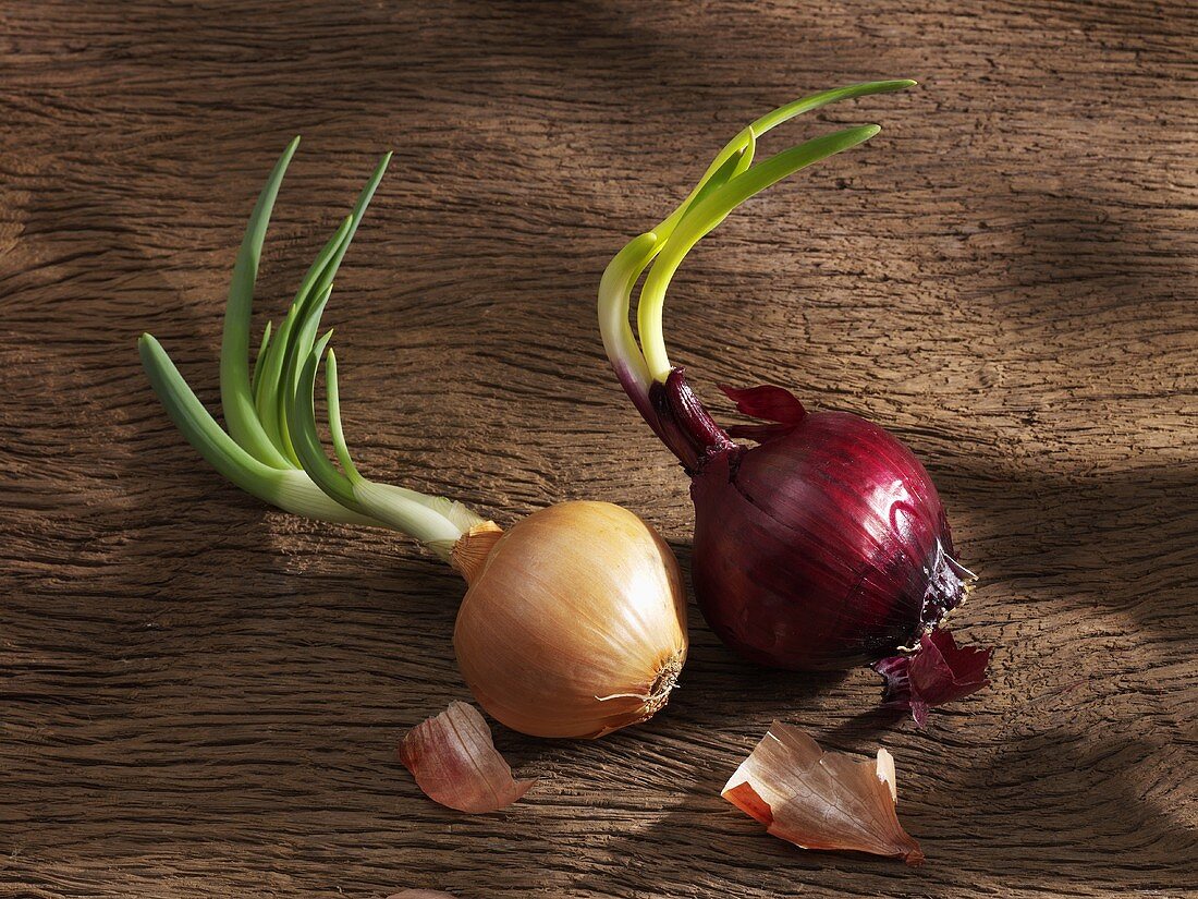 A brown and a red onion with shoots