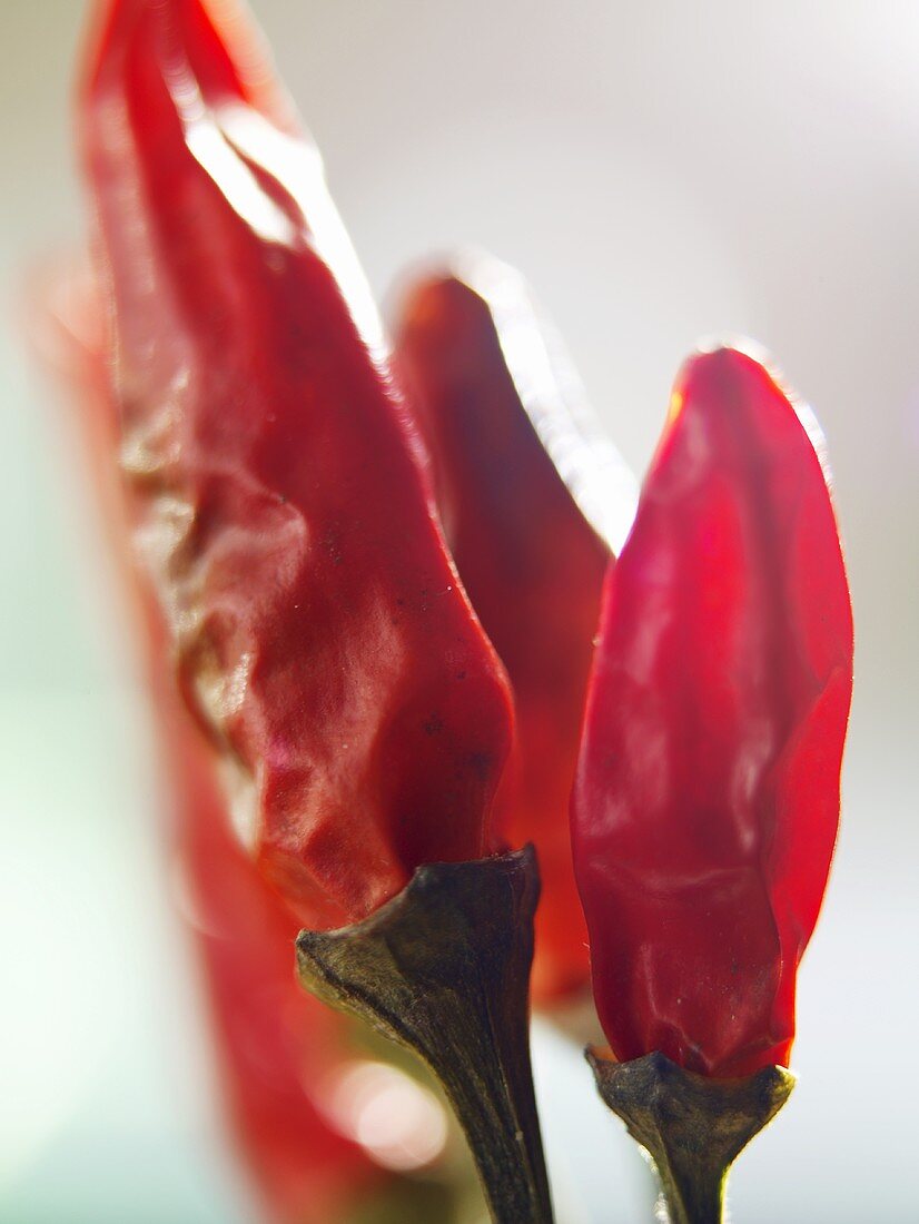 Getrocknete rote Chilischoten (Close up)