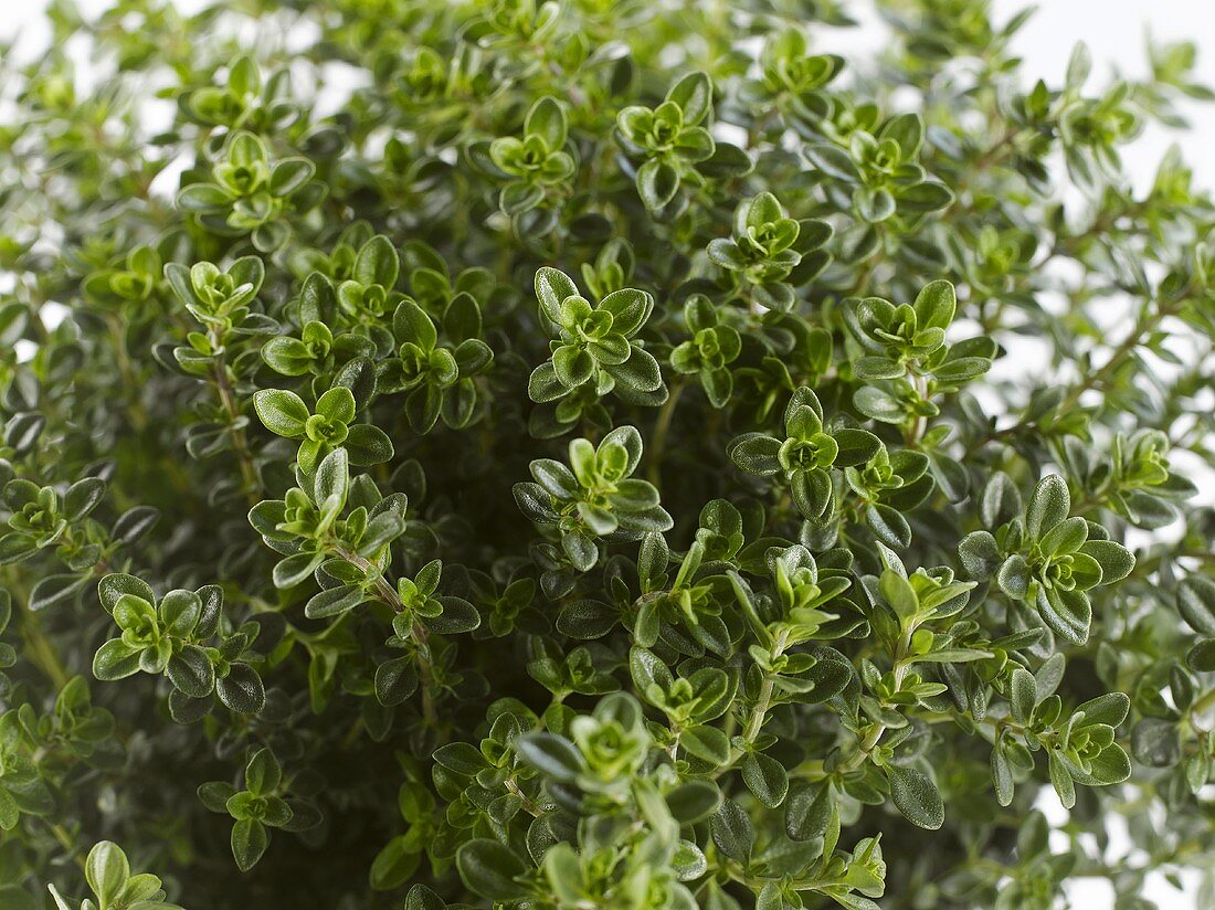 Thyme