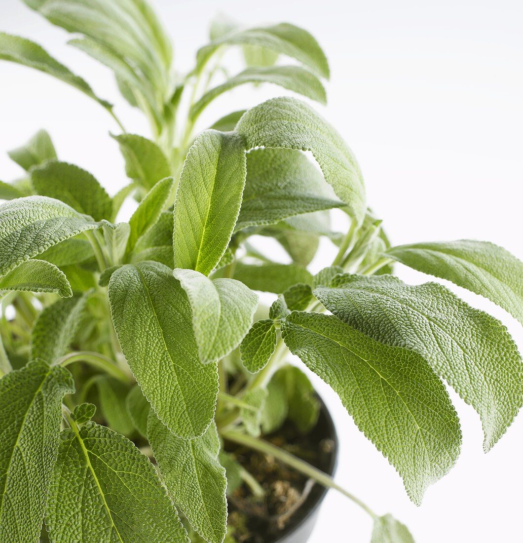 Fresh sage in pot