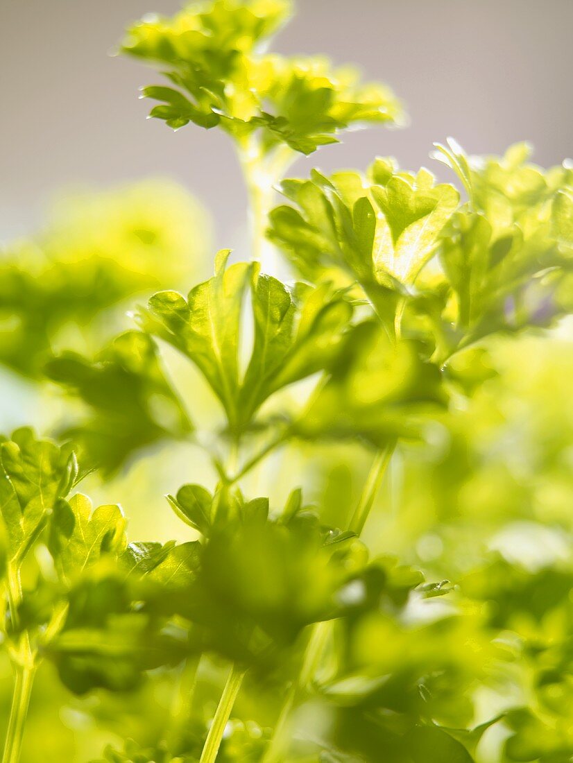 Curly parsley (close-up)