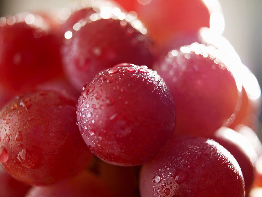 Red grapes with drops of water (close-up)